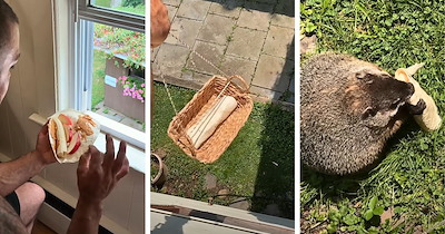 Pampered groundhog named Jeff gets a homemade apple and banana burrito delivered in a basket lowered from a window, then digs into his backyard feast with his little paws