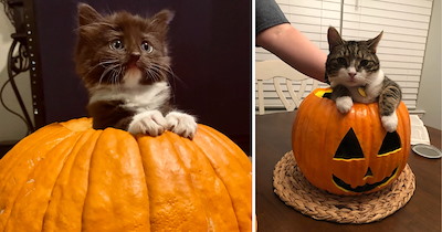 Cute and Curious Cats Popping Out of Pumpkins for a Pawsitively Purrecious Halloween