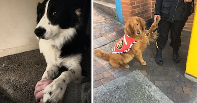 Dogs Have Found the Sweetest Way to Keep Their Favorite Hoomans Close and It Involves One Little Paw
