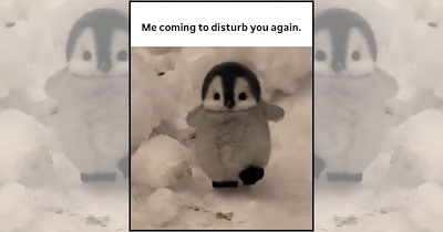 23 Adorably Tiny Baby Animals Memes For Hoomans Who Can't Handle This Much Cuteness