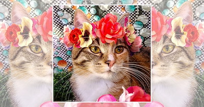22 Wholesome Cats for a Softer Day on the Internet (October 17, 2026)