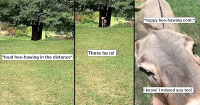 Donkey sees his favorite human for the first time in a week and has the most adorable  haw-hawing reaction, other farm animals follow: 'You could say he was excited!'