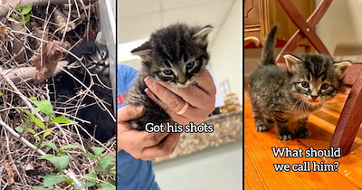 Neighbors hear a crying kitten in someone's garden, they rescue him before it gets too cold and starts raining, and take him home to foster him until finding him a furever home: ‘We get to spoil this little guy’