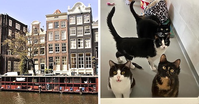 The Story Behind Amsterdam's Floating Cat Shelter, Where Rescued Cats Find a Home on the Water