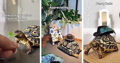 Baby tortoise paints tiny masterpieces and wears a dinosaur sweater as his human shares his favorite things: 'Vincent Van Slow'