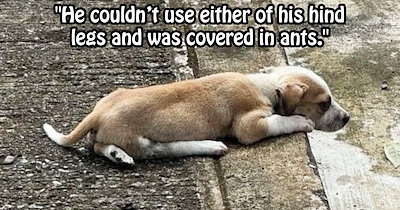 Differently-abled dumped puppy saved after suspected hit and run by finds furever home with family who love him for who he is