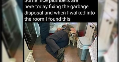 24 Cute Canine Memes to Soften the Suffering of Going Back to Work