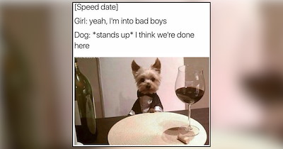 A Whole Lot of Good Boi Energy From the Sweetest Doggos Around