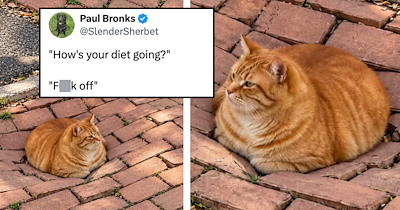 21 Best Cat Tweets of the Week for Fanatical Feline Fans of Hooman Humor