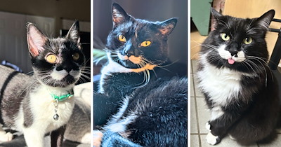 A Silly Soirée of 28 Dapper Tuxedo Cats Whose Mustaches Demand to Be Taken Seriously