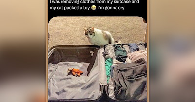25 Peaceful Cat Memes of Sunbeam Soaking and Purrfect Serenity