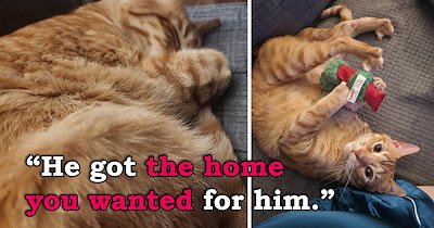 'To the person who loved my cat before': Person writes a heartfelt letter to their cat's previous owner who loved the cat but had to let him go to a new home