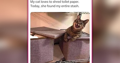 25 Cat Coffee Memes to Pour a Little Laughter Into Your Cozy Cup 