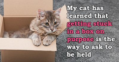 Kind person adopts their friend's cat after they suddenly pass, and finds out the cat asks to be held in the silliest way: 'Rotisserie Chicken has learned that he needs a box he can't fit in to communicate he wants to be held'