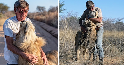 69-year-old man and 11-year-old shy rescued lion have been best friends since he was a cub, now they cuddle at night, ride trucks together, and go on walks side by side 