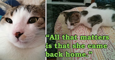 'She walked right into my arms': I thought I'd lost my newly adopted kitten forever, then she came home 24 hours later in a moment I'll never forget
