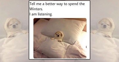A Cozy Cup of 22 Heartwarming Dog Memes to Sip Slowly Before the Day Begins