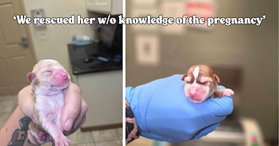 Couple adopts a rescue dog and gets the surprise of a lifetime when she gives birth to six puppies