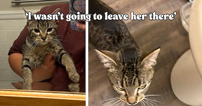 Person spots a cat wearing a SpaghettiOs can on the way to work and makes a decision that changes their morning