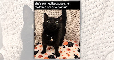 23 Fuzzy Funny Cat Memes For 5 Minutes of Feline Freedom From Adulting 