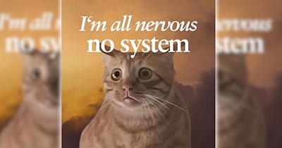 24 Cute Cat Memes to Fall Into the Sweet Spooky Season With (October 20, 2026)
