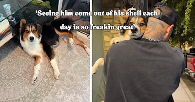 Couple brings home a scared and injured Australian Shepherd and watches his personality come to life