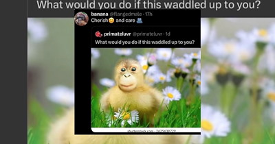 'What Would You Do if This Waddled Up to You?': 17 Hopecore Memes to Kick Off the Workweek on a Hopeful Note