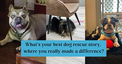 3 Wholesome Dog Rescue Stories for All Dog Lovers Who Wish to Make a Difference in the World 