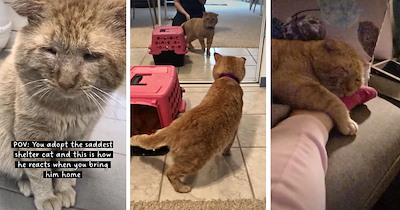 Shelter cat Bruce finally has a forever home and spends his first night purring before falling asleep hugging his human’s foot: 'I've never seen a happier cat'