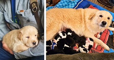 Great Pyrenees doggo who lost her puppies in a fire gets second chance at being a mom again, and she's so very happy about it: 'Daisy immediately stepped in to care for them'