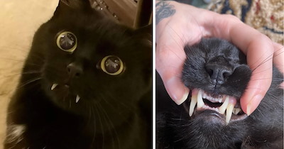Love At First Bite With These Adorable Little Vampurrs And Their Tiny Fangs