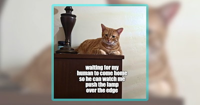 Your Weekly Binge of the Best ‘LOLcat’ Cuteness From Cat Meme Lovers Around the World