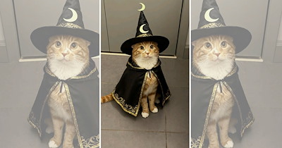 'Happy Meowloween!': 22 Cats in Halloween Costumes Ready for a Spooktacular Party