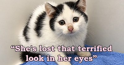 Person adopts the most terrified kitten in the shelter, and after months of careful trustbuilding, she finally lets herself be petted and purrs: '[She was] trying to make herself as small as possible'