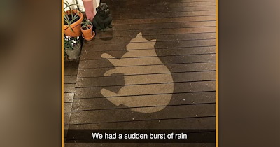 25 Warm and Wholesome Cat Memes to Wrap Your Paws Around a Little Peace and Quiet