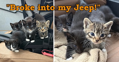 A fierce gang of four criminals, known as itty bitty kittens, breaks into man's Jeep, forces him to adopt them and then brings them mom to be adopted too 