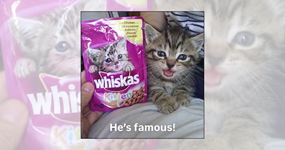 Your Weekly Delivery of 25 Soft and Silly Kitten Memes for a Midweek Mood Boost (October 21, 2026)