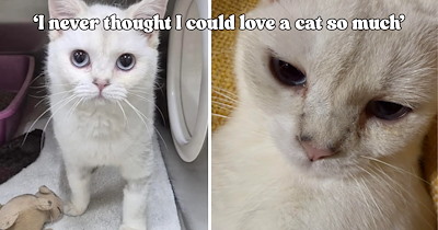 Lifelong dog person never imagined becoming a cat lover until one frightened shelter kitty stole their heart