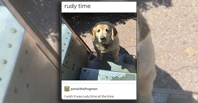 'Happiness is a warm puppy': Animal laughs and joys for a happy brain to give your midweek slump a silly paw pick-me-up (October 21, 2026)