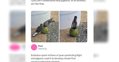 20 Memes And Fun Facts About Weird Animals