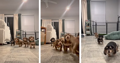 Tiny dachshund puppies come bouncing toward the camera in the sweetest little stampede: 'Can I have… all of them?'
