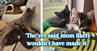 Neighbor who never saw herself as a cat person catches a mama cat and her two kittens after several months of watching them roam the block: ‘You saved 3 lives.’