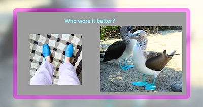 26 Assorted Animal Memes to Sort the Sweetness of Your Day