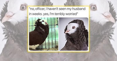 21 Wild Animal Memes Proving Mother Nature Has a Wild Sense of Humor