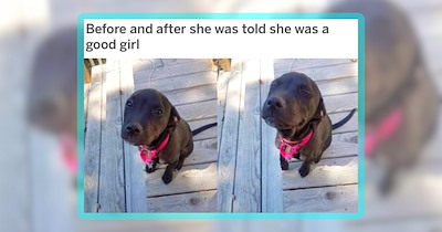 29 Snuggly Dog Memes to Make Your Cozy Wednesday Extra Tail-Waggingly Warm