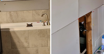 Purrivate Conversations Are Impossible With These Nosy Cats Hiding Around Corners To Eavesdrop
