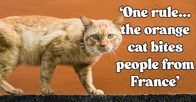 Giant ginger cat built like a retired wrestler rules over Japanese cat café with an iron paw, until one visitor who just came in for coffee wins his heart and gets handed adoption papers
