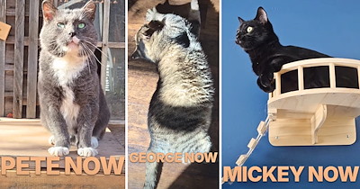‘The Cat Distribution System chose my yard 3 times’: Woman’s five-cat household grows to eight over two years, and every new arrival opens the family's heart a little more