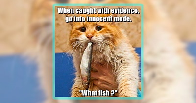 31 Feline Funnies for People Raising Ruckus Cat Children
