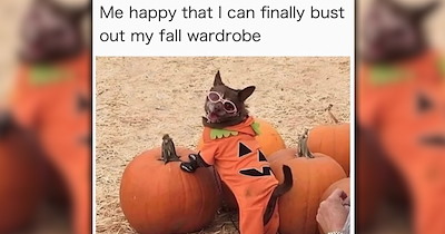 A Delightful Downpour of 27 Dog Memes to Enjoy on a Furrtastic Fall Friday